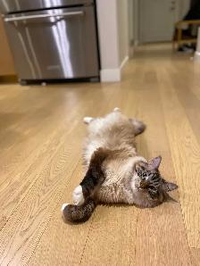 Make Cat for Rehoming - Himalayan cross - Photo 3