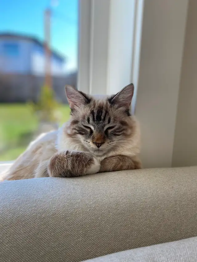 Make Cat for Rehoming - Himalayan cross - Photo 4