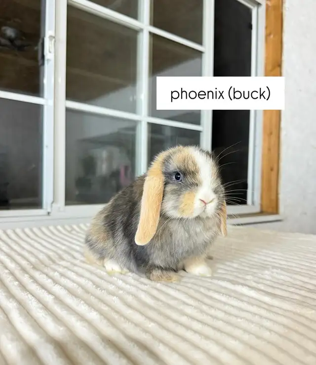 Sweet Holland Lop baby bunny