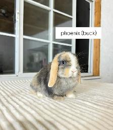 Sweet Holland Lop baby bunny