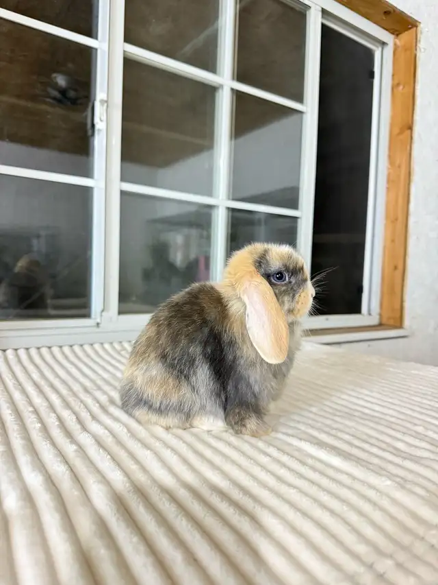 Sweet Holland Lop baby bunny - Photo 2