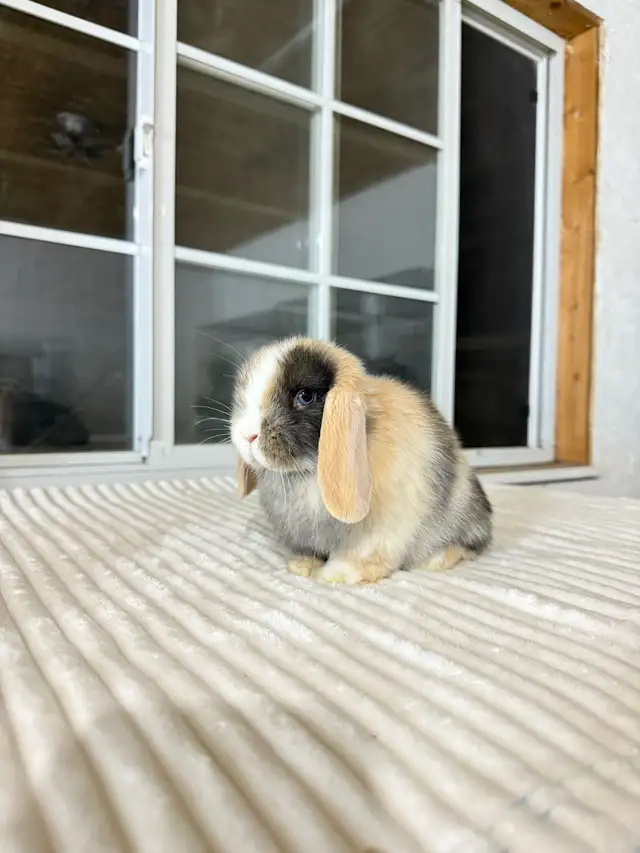 Sweet Holland Lop baby bunny - Photo 4