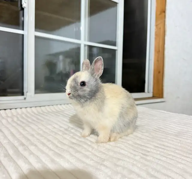 Tiny Netherland Dwarf baby bunnies - Photo 3