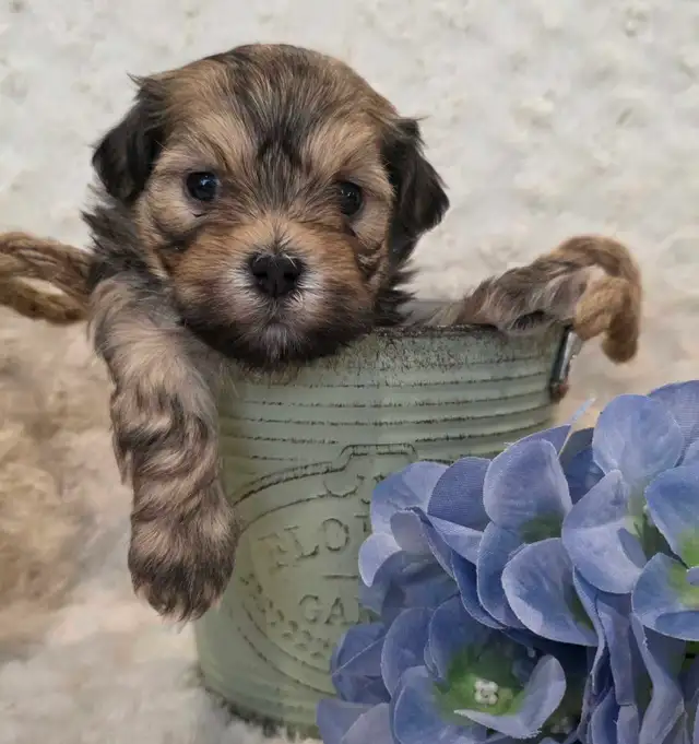 CKC Registered Purebred Hypoallergenic Havanese Puppies