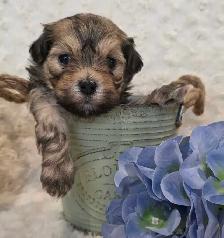 CKC Registered Purebred Hypoallergenic Havanese Puppies
