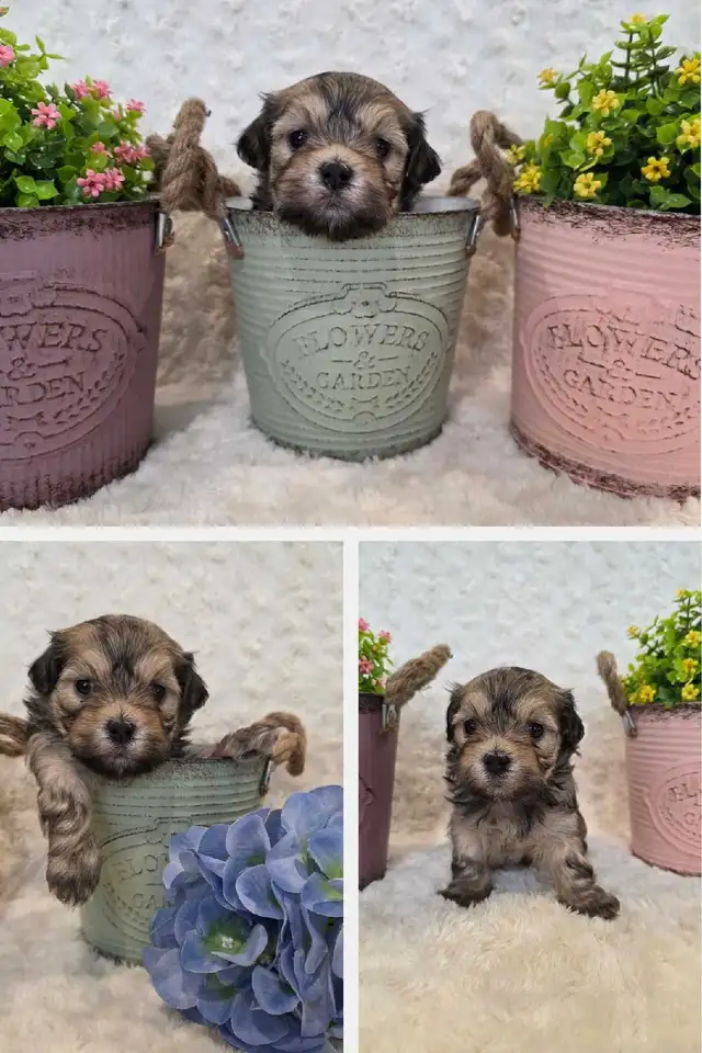 CKC Registered Purebred Hypoallergenic Havanese Puppies - Photo 2