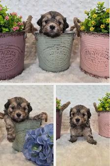 CKC Registered Purebred Hypoallergenic Havanese Puppies - Photo 2