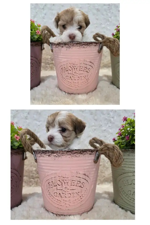 CKC Registered Purebred Hypoallergenic Havanese Puppies - Photo 3