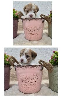 CKC Registered Purebred Hypoallergenic Havanese Puppies - Photo 3