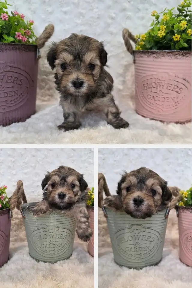 CKC Registered Purebred Hypoallergenic Havanese Puppies - Photo 4