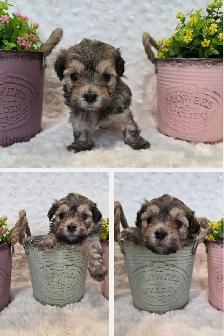 CKC Registered Purebred Hypoallergenic Havanese Puppies - Photo 4