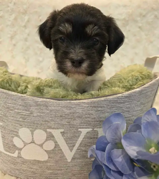 CKC Registered Purebred Hypoallergenic Havanese Puppies - Photo 5