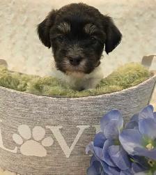CKC Registered Purebred Hypoallergenic Havanese Puppies - Photo 5