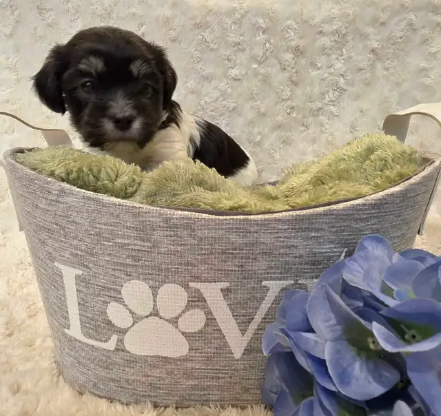 CKC Registered Purebred Hypoallergenic Havanese Puppies - Photo 6