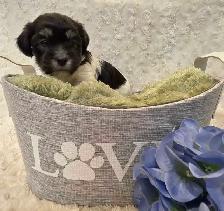 CKC Registered Purebred Hypoallergenic Havanese Puppies - Photo 6