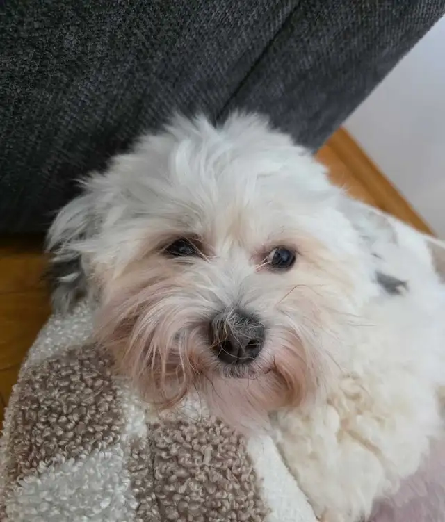 CKC Registered Purebred Hypoallergenic Havanese Puppies - Photo 7