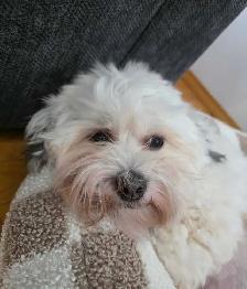CKC Registered Purebred Hypoallergenic Havanese Puppies - Photo 7