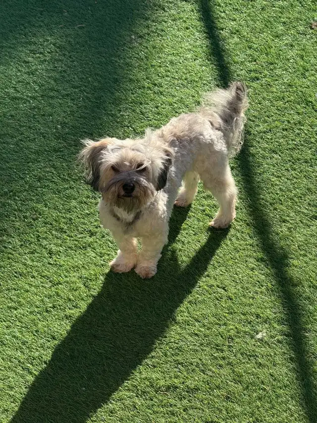 CKC Registered Purebred Hypoallergenic Havanese Puppies - Photo 8