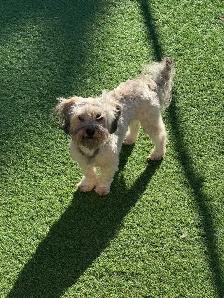 CKC Registered Purebred Hypoallergenic Havanese Puppies - Photo 8
