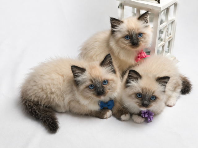 PurebredRAGDOLL KITTENS!!