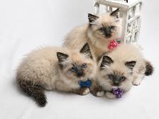 PurebredRAGDOLL KITTENS!!