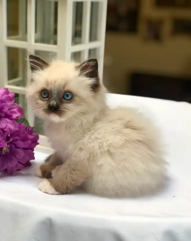 PurebredRAGDOLL KITTENS!! - Photo 2