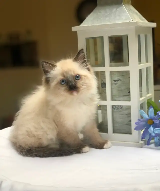 PurebredRAGDOLL KITTENS!! - Photo 3