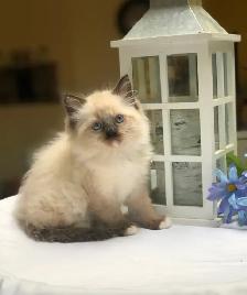 PurebredRAGDOLL KITTENS!! - Photo 3