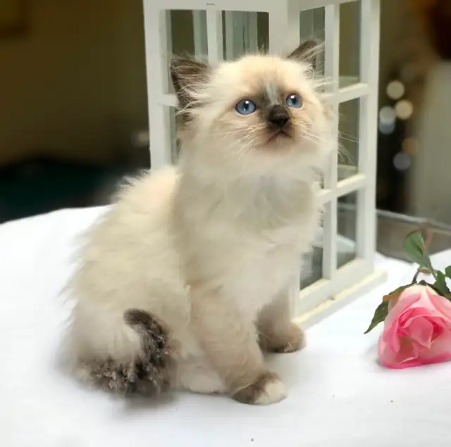 PurebredRAGDOLL KITTENS!! - Photo 4