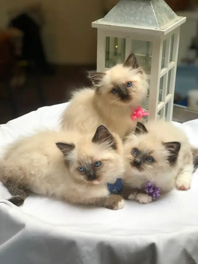 PurebredRAGDOLL KITTENS!! - Photo 5