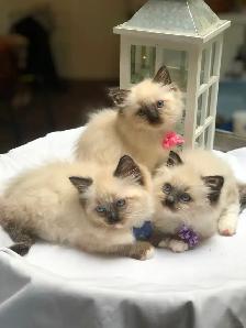 PurebredRAGDOLL KITTENS!! - Photo 5