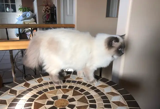 PurebredRAGDOLL KITTENS!! - Photo 6