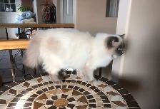 PurebredRAGDOLL KITTENS!! - Photo 6