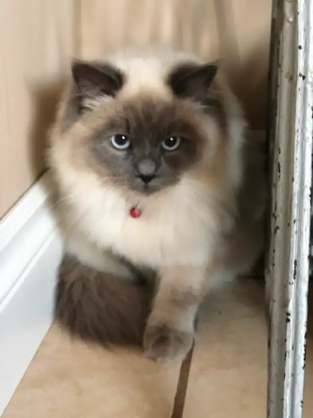 PurebredRAGDOLL KITTENS!! - Photo 7