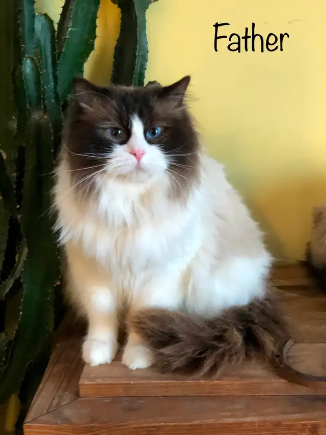 PurebredRAGDOLL KITTENS!! - Photo 8