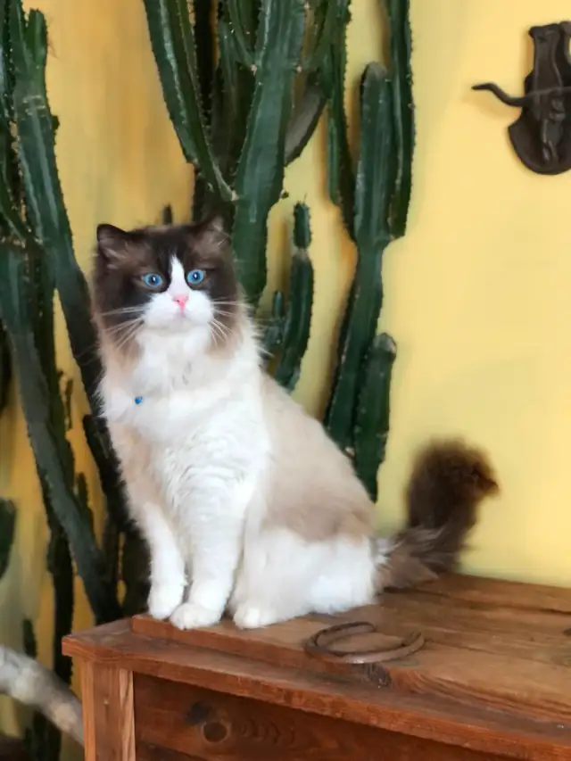 PurebredRAGDOLL KITTENS!! - Photo 9