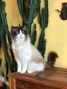 PurebredRAGDOLL KITTENS!! - Photo 9