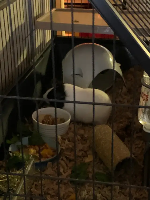 Bebe cochon d'inde 4 mois