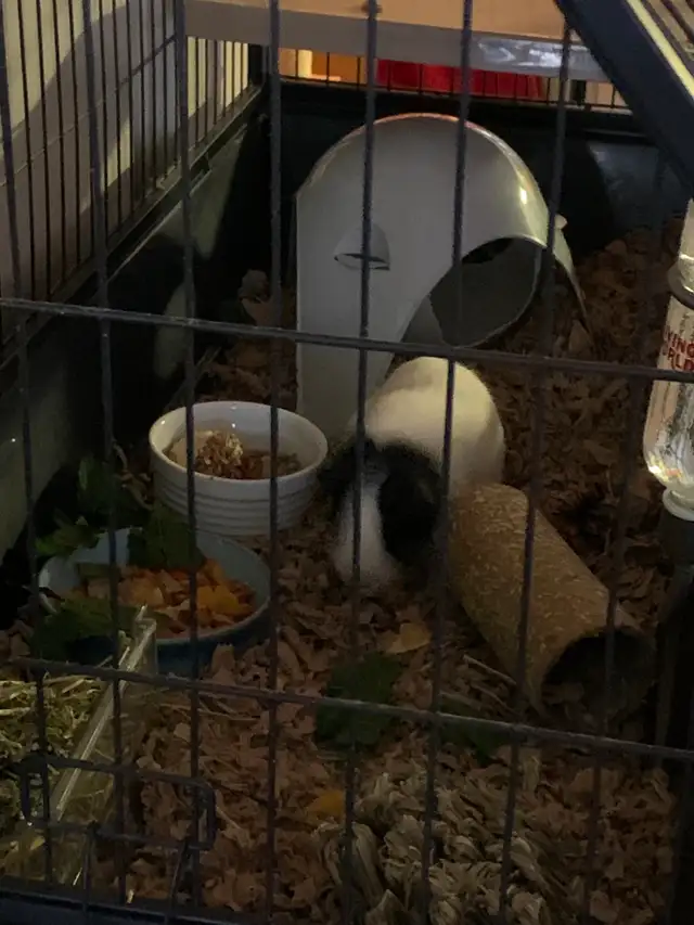 Bebe cochon d'inde 4 mois - Photo 2