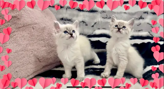 Chaton hypoallergenique lynx point- lynx point kitten