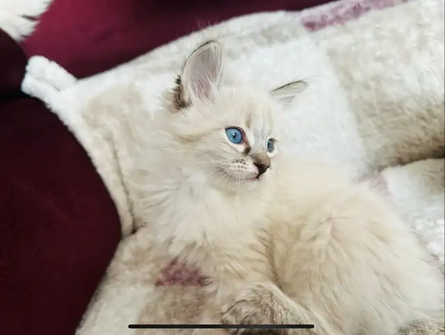 Chaton hypoallergenique lynx point- lynx point kitten - Photo 2