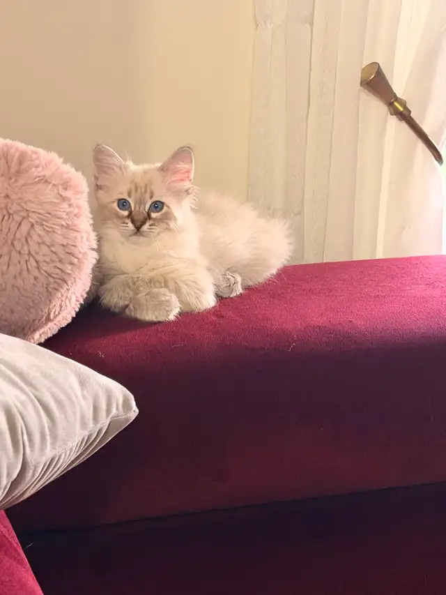 Chaton hypoallergenique lynx point- lynx point kitten - Photo 3