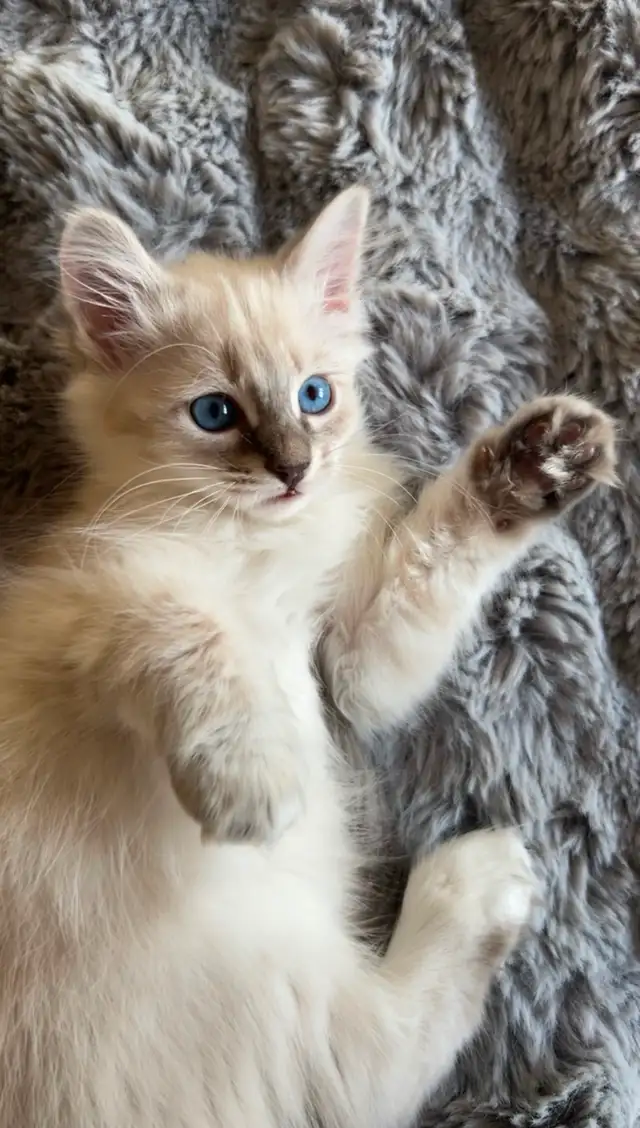 Chaton hypoallergenique lynx point- lynx point kitten - Photo 4