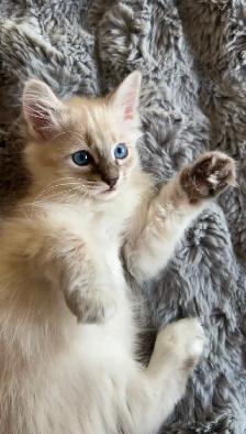 Chaton hypoallergenique lynx point- lynx point kitten - Photo 4