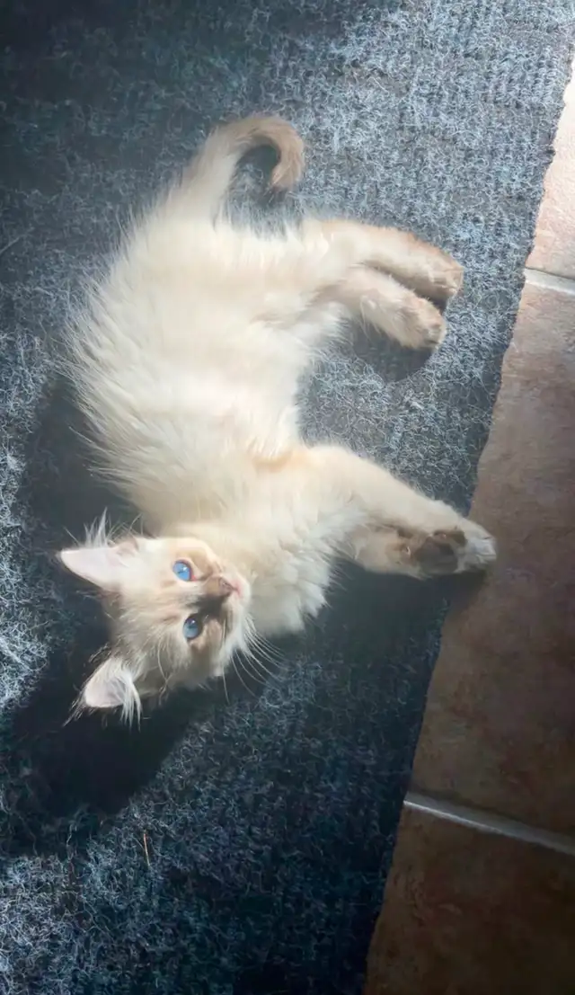 Chaton hypoallergenique lynx point- lynx point kitten - Photo 5