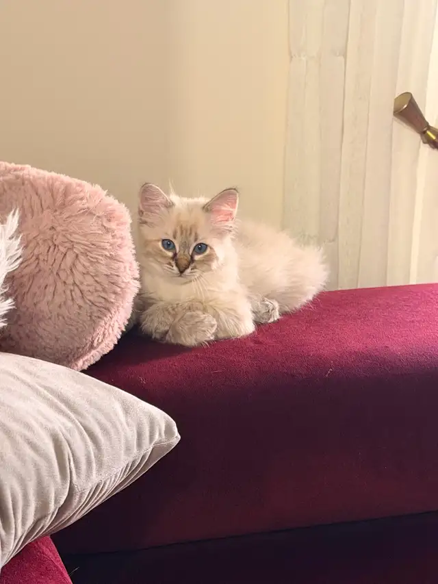 Chaton hypoallergenique lynx point- lynx point kitten - Photo 6