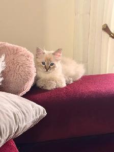 Chaton hypoallergenique lynx point- lynx point kitten - Photo 6
