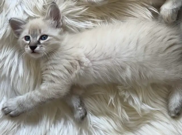 Chaton hypoallergenique lynx point- lynx point kitten - Photo 7