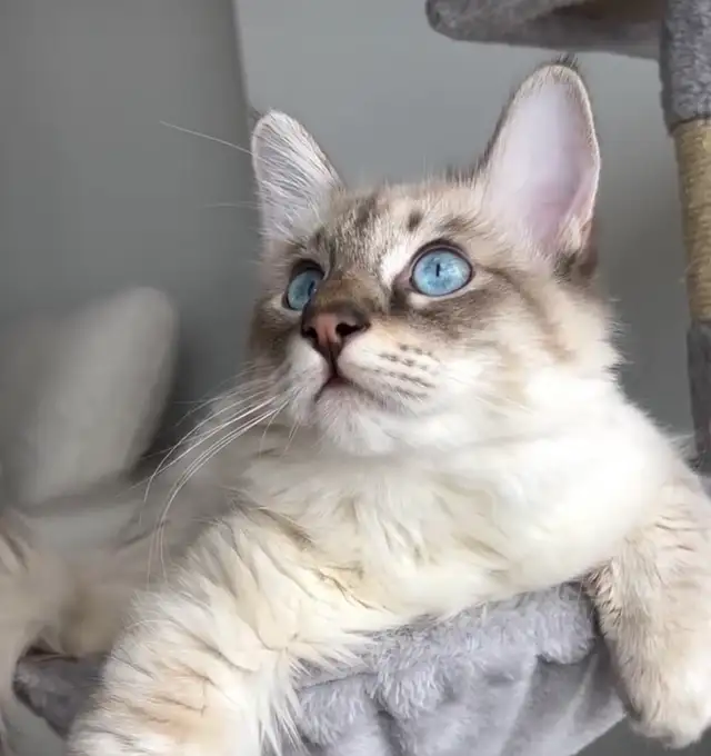 Chaton hypoallergenique lynx point- lynx point kitten - Photo 8