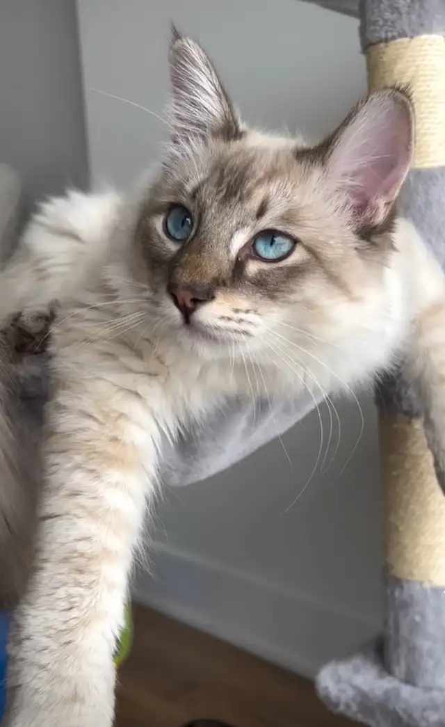 Chaton hypoallergenique lynx point- lynx point kitten - Photo 9